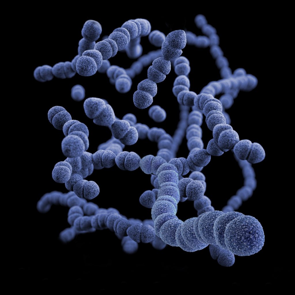 bacterias microbiota